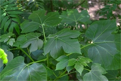 Jatropha tanjorensis
